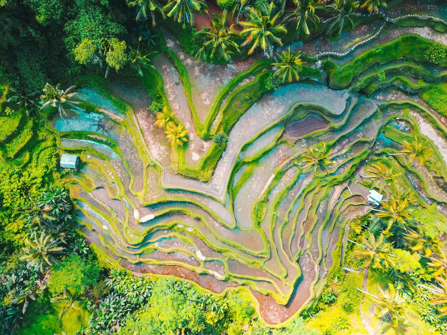 Lush Ubud — jungle ceremonies in the heart of Bali